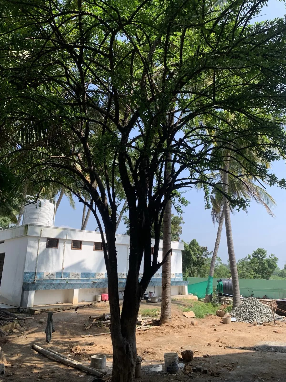 The miraculous tree by the shrine
