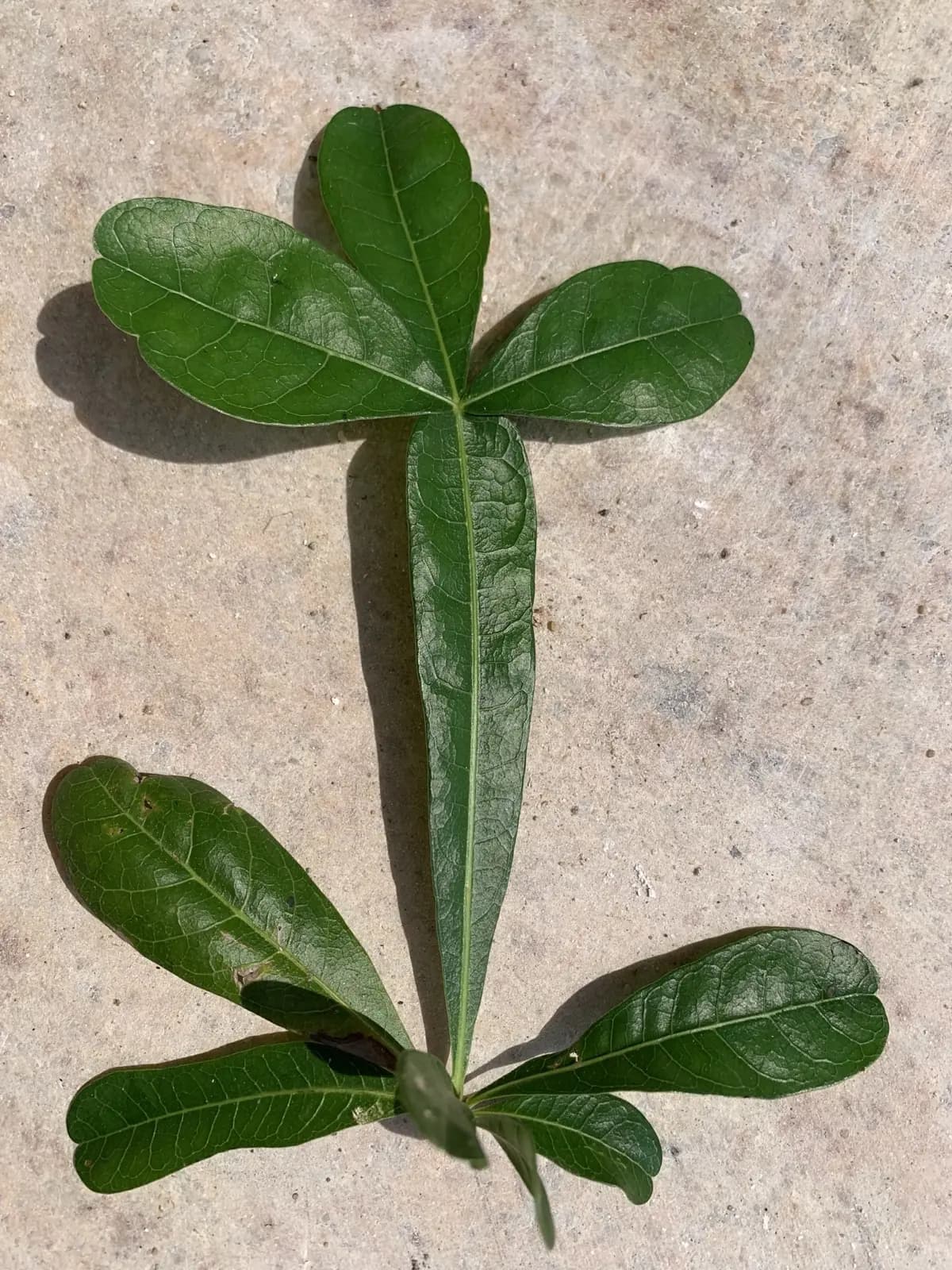 Cross-shaped leaves of the miraculous tree