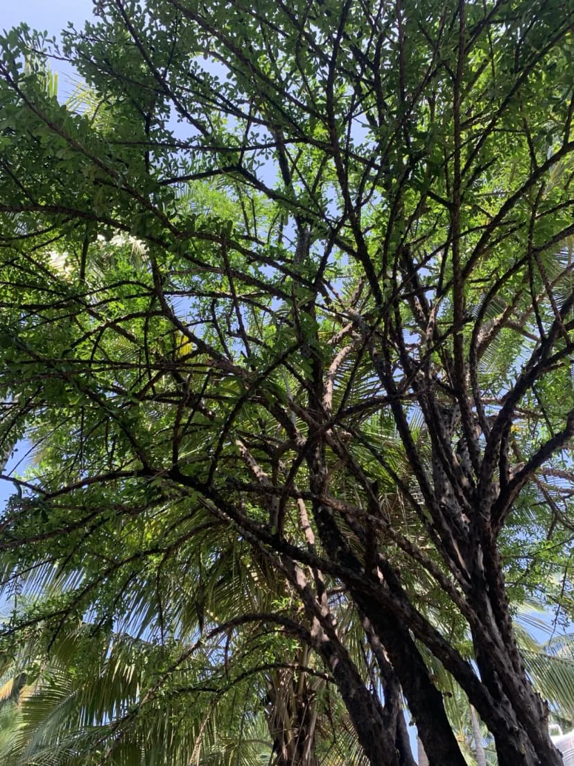 The miraculous tree at Kavirayapuram